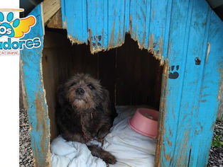 TAQUARI/RS: Cachorrinha comunitária é atropelada e passa por procedimentos veterinários