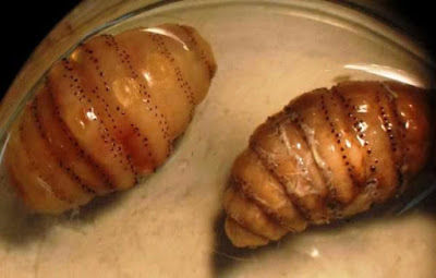 Tudo sobre a BICHEIRA em Cães e Gatos: prevenção, tratamento e perigos