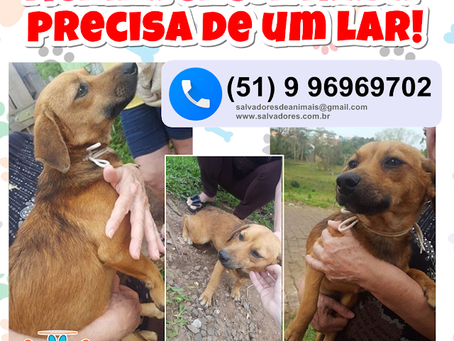 Manina encontrada precisa de um lar