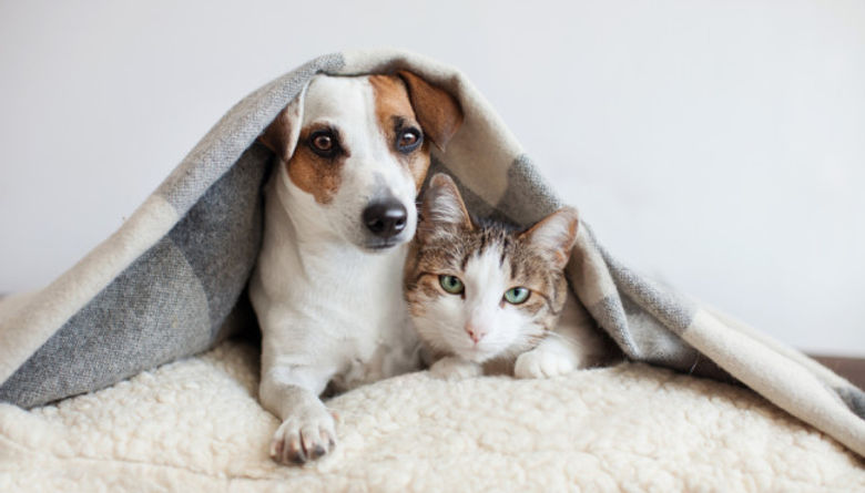 Dog-and-Cat.jpg