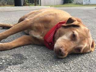 OS SALVADORES: Quem deve recolher animais mortos em pista?