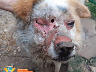 Cão que estava sendo devorado vivo é resgatado pela ONG OS SALVADORES, em Taquari/RS.