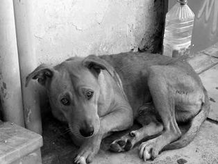 ONG protocola pedido de inclusão da CAUSA ANIMAL na lei Orçamentaria de TAQUARI