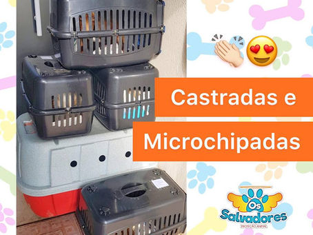 Castradas e michochipadas