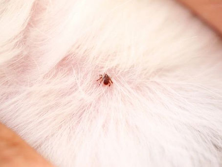 Doenças causadas por carrapatos nos cães