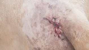 Animal resgatado pela ONG OS SALVADORES, passa por cirurgia. Instituição busca recursos.