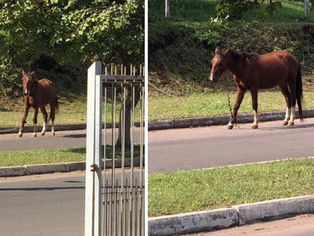 Cavalos soltos em Taquari se torna comum. A cidade não possui políticas públicas para com os animais