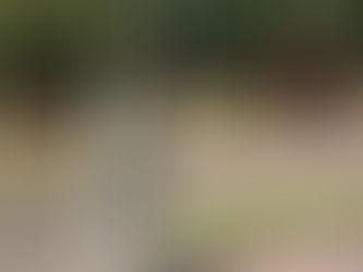 Cavalos soltos em Taquari se torna comum. A cidade não possui políticas públicas para com os animais