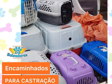 Animais encaminhados para atendimento veterinário