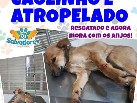 Cãozinho é atropelado e agora mora com os anjos.
