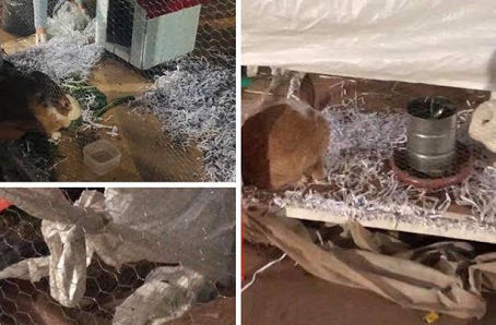 Prefeitura de Taquari/RS expõe coelhos em praça pública para entretenimento de visitantes