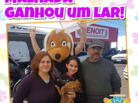 Adoções da Feira de Filhotes, que aconteceu dia 05/08/2017.