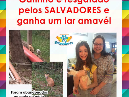 Gatinho é resgatado