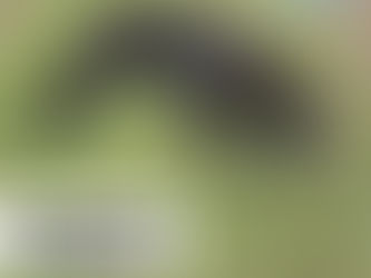 Cão é diagnóstico com Cinomose em Taquari/RS; Cidade vive um surto da doença