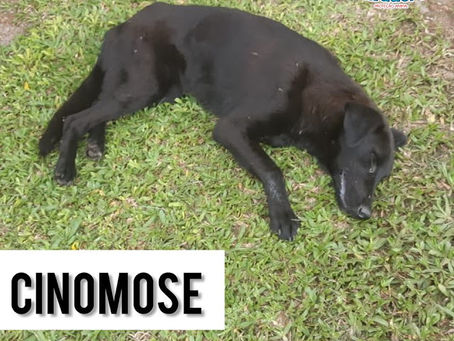Cão é diagnóstico com Cinomose em Taquari/RS; Cidade vive um surto da doença
