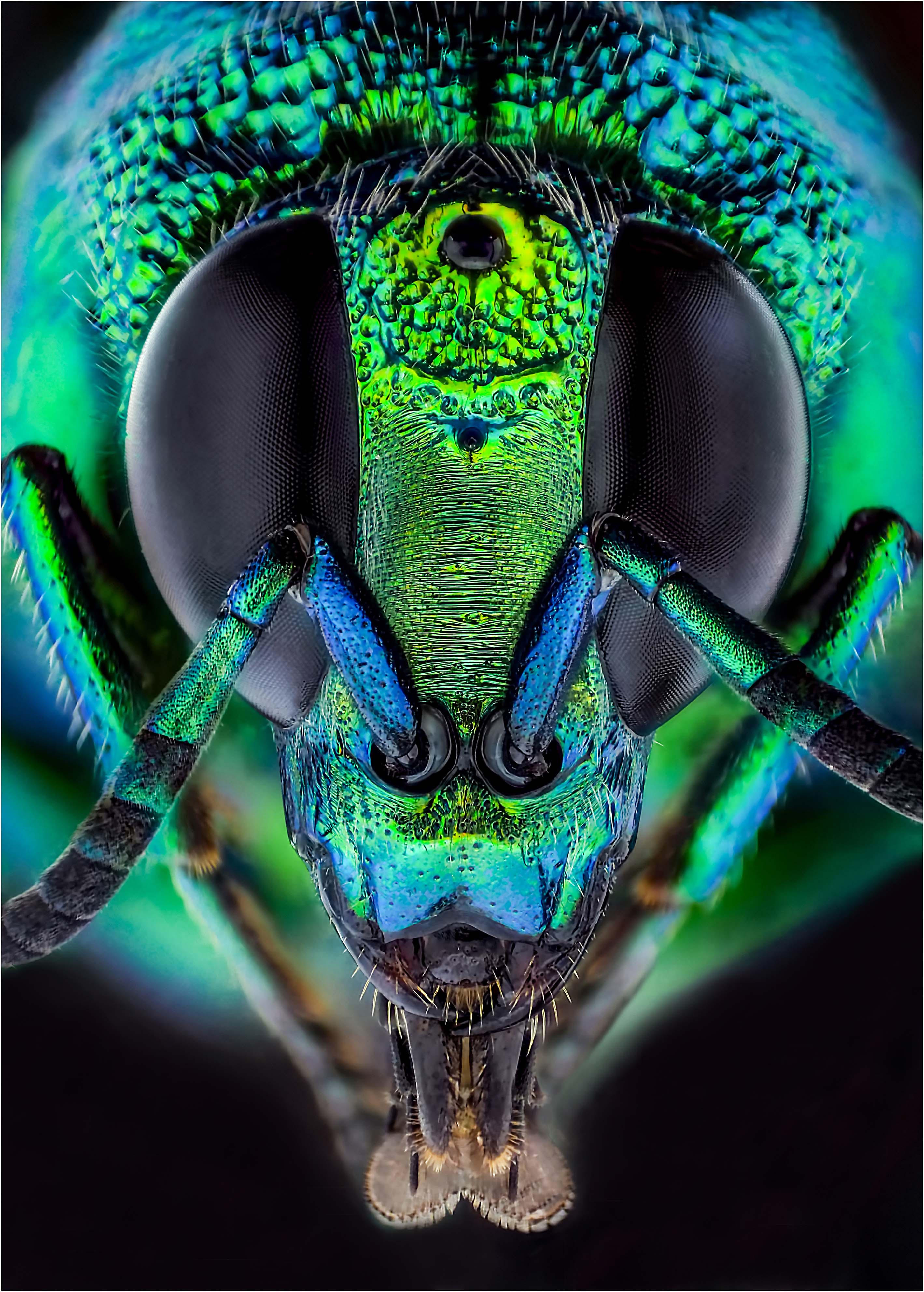 Don Binkins - 17-A-set-neon blue wasp