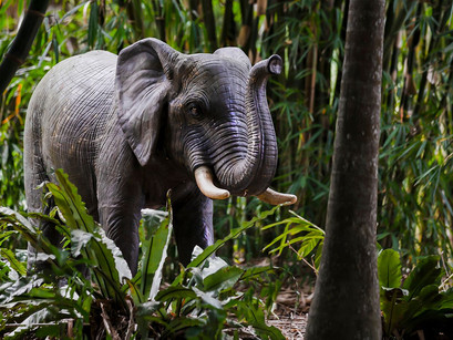 Bamboo Land - February Safari