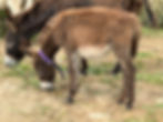 Donkeys at Antigua's Humane Society