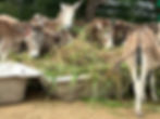 Donkeys feeding at the Antigua Donkey Sanctuary