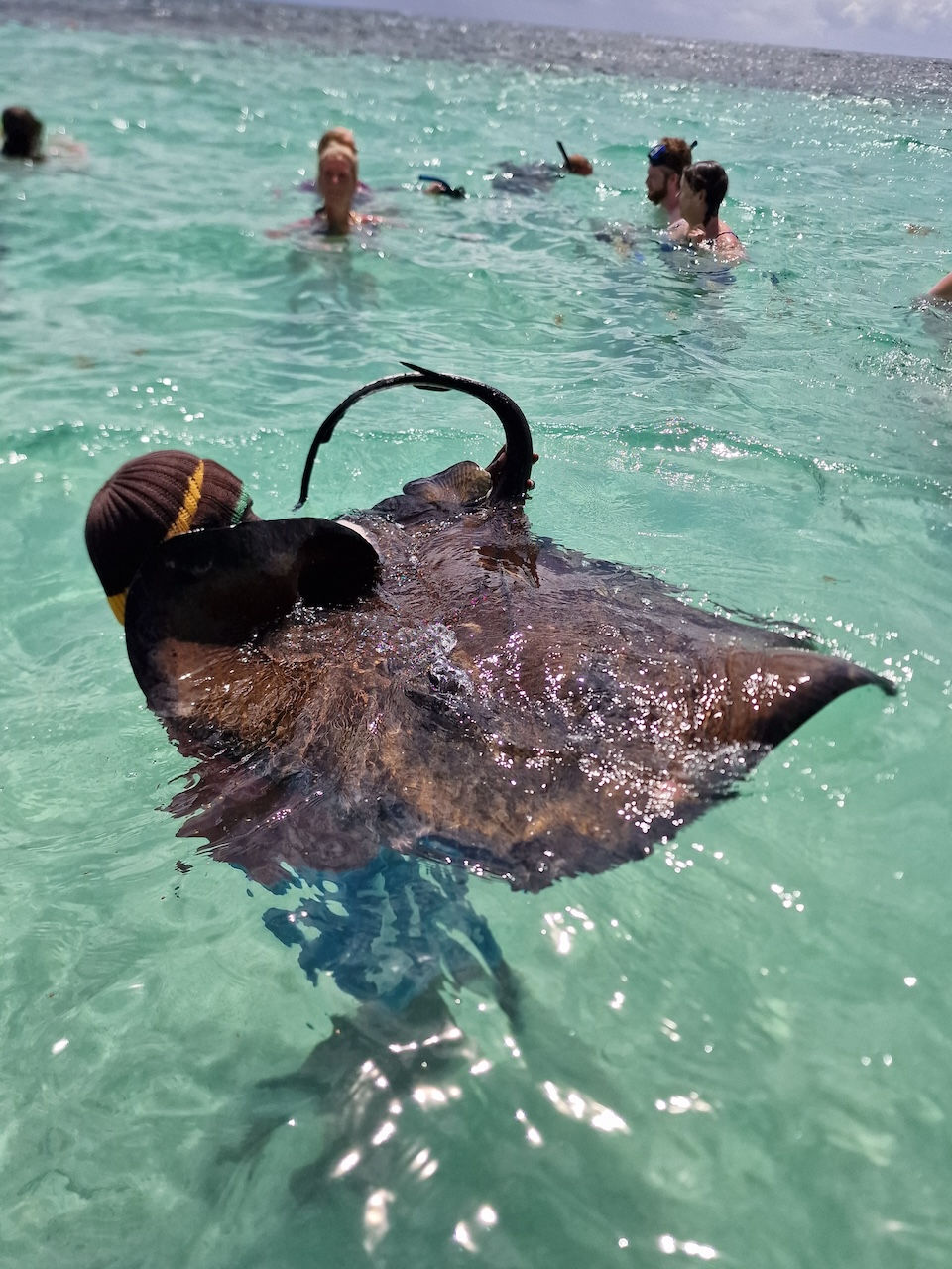 Stingrays at Stingray City