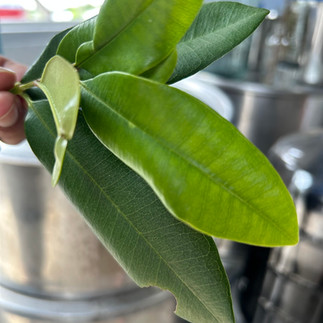 leaves used in the gin making process