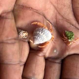 Baby hermit crabs