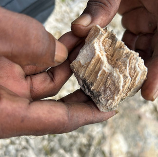 Fossils in Barbuda