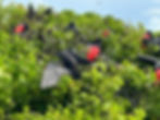 Barbuda for the day - Magnificent Frigate Birds