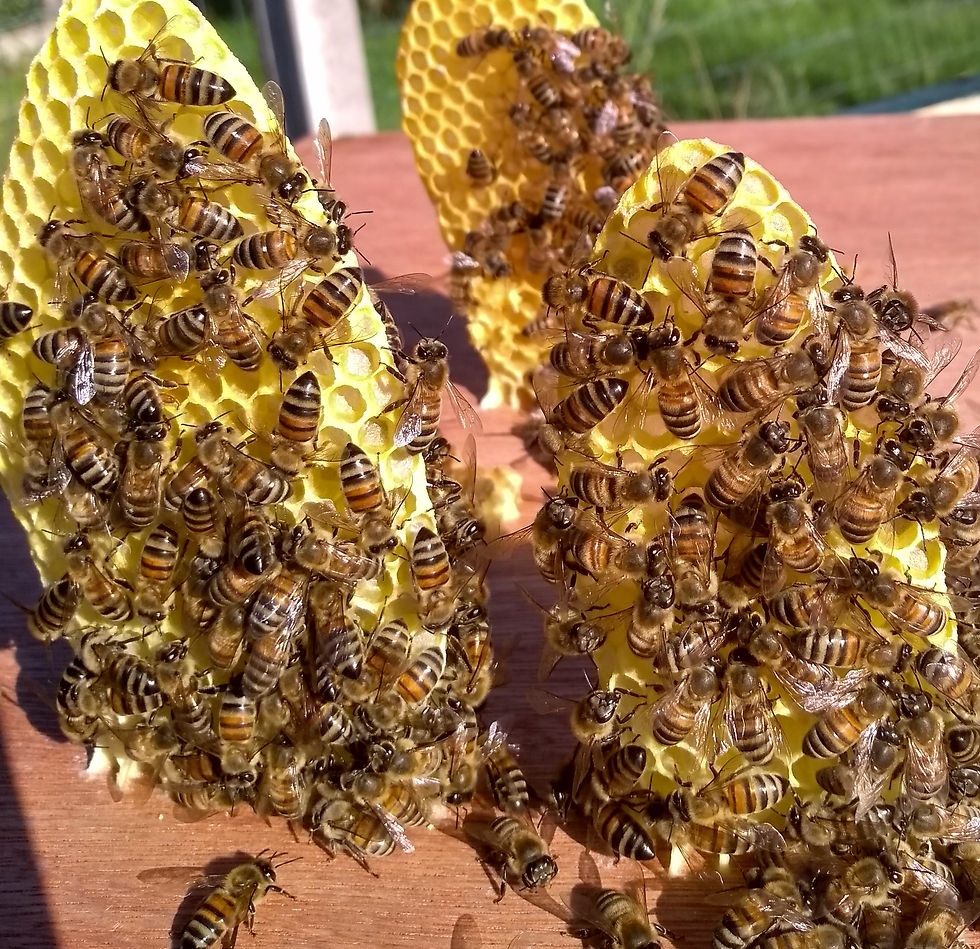 Beekeeping Experience