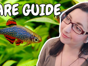 Celestial Pearl Danio (Galaxy Rasbora) Care Guide