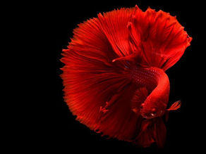Betta Fish Tank Mates
