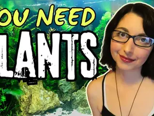 The Benefits of Planted Tanks: How Live Plants Transform Your Aquarium