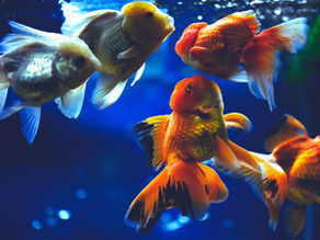 Ditch the Heater: 12 Cool-Water Fish & Amphibians That Thrive at Room Temperature