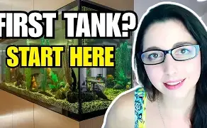 How to Set Up a New Aquarium