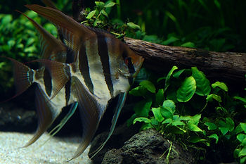 Two angelfish with striped fins swim near a log and green plants in a freshwater aquarium. The mood is serene and natural.