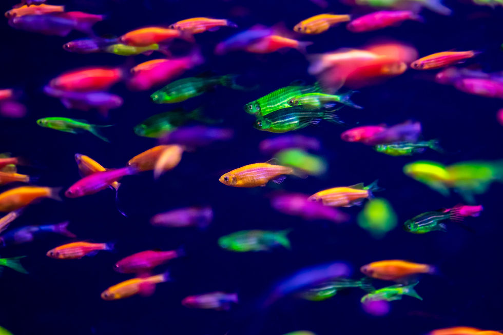 A vibrant display of GloFish Danios darting through the water, their bright neon colors creating a mesmerizing underwater spectacle against a deep blue backdrop.