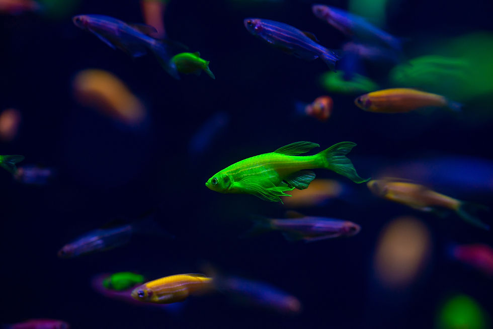 GloFish danios swimming peacefully in a large aquarium.