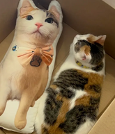 Custom Pillows (All About Vibes)