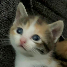 calico kitten