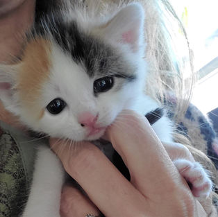 calico kitten