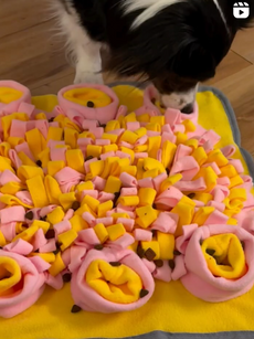 Woozapet