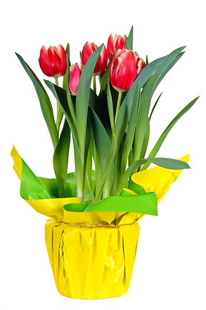 Tulips.jpeg