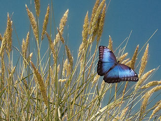 grain-848516_1920.jpg