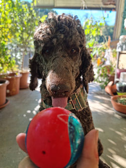 received_1266430720792988