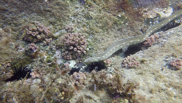 Screen Shot 2021-10-19 at 17.11.59.png