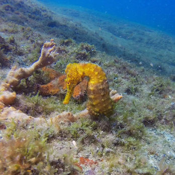 Ent Sub cavalo marinho by Daniel Mourao.jpg