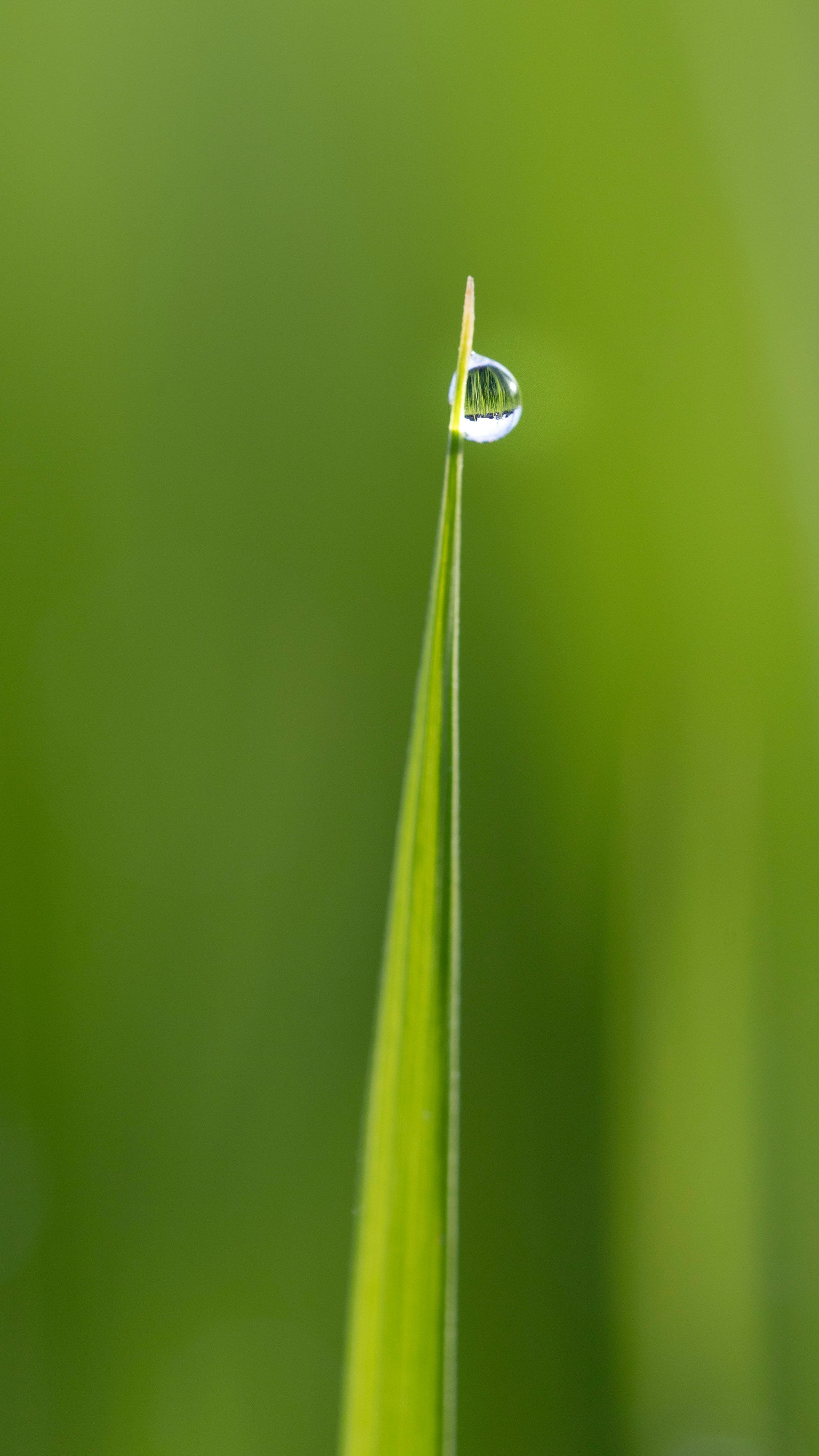 Green Whispers (Part of the Civitas Consortium Project)