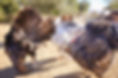 320A4835-Edit.jpg