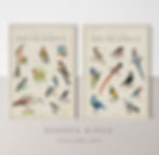 Garden Birds of South Africa Volume 3 & 4