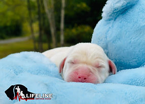 eZy Watermark_23-03-2025_03-30-19PM.JPG